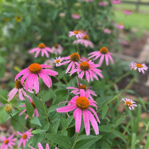 Meet your Posher, Carey